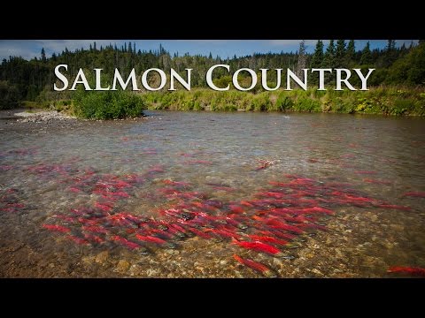 Video: Black Sea salmon. Habitats, fishing, fishing