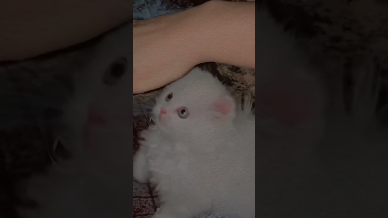 Cat shorts #cat #lilly#motivation