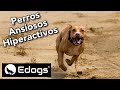 Perros ansiosos e &quot;hiperactivos&quot; - Charlas Edogs