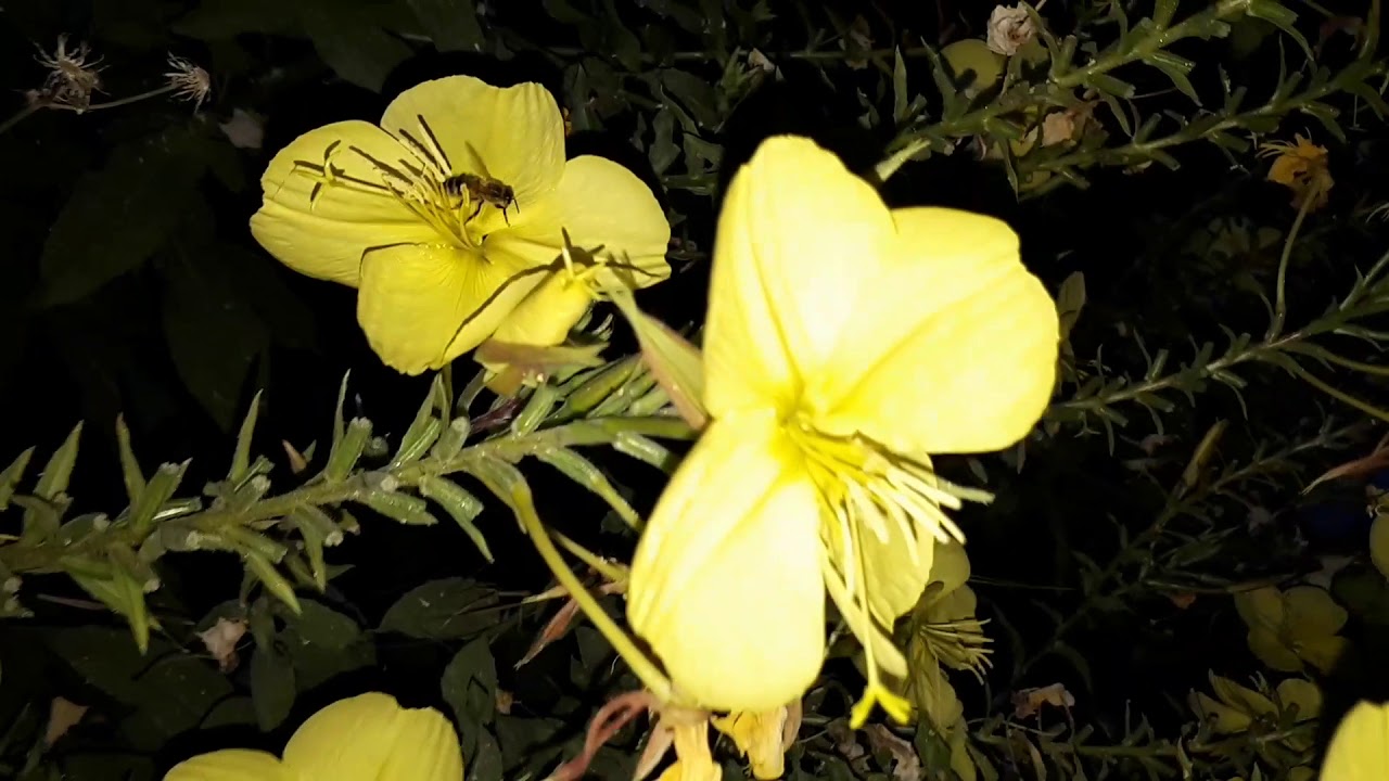 Look at the bees, what a reactive sense of smell! YouTube