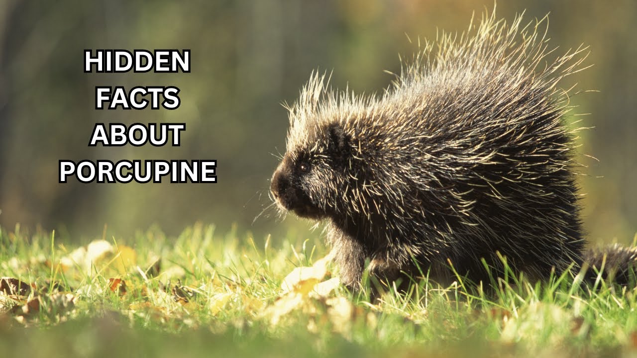 Hidden facts about Porcupine - YouTube