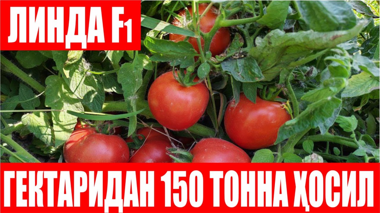 Линда F1ни 10 йилдан бери экаман, Линда F1 Хоразмда №1 помидор (Tomato Linda F1-Sakata)