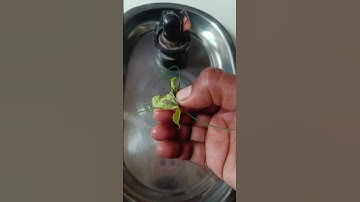 20 सितंबर श्राद्ध पक्ष शिवरात्रि पर अवश्य करें ये महाउपाय दूर्वा, बेलपत्र, घी का अचूक उपाय#shiv