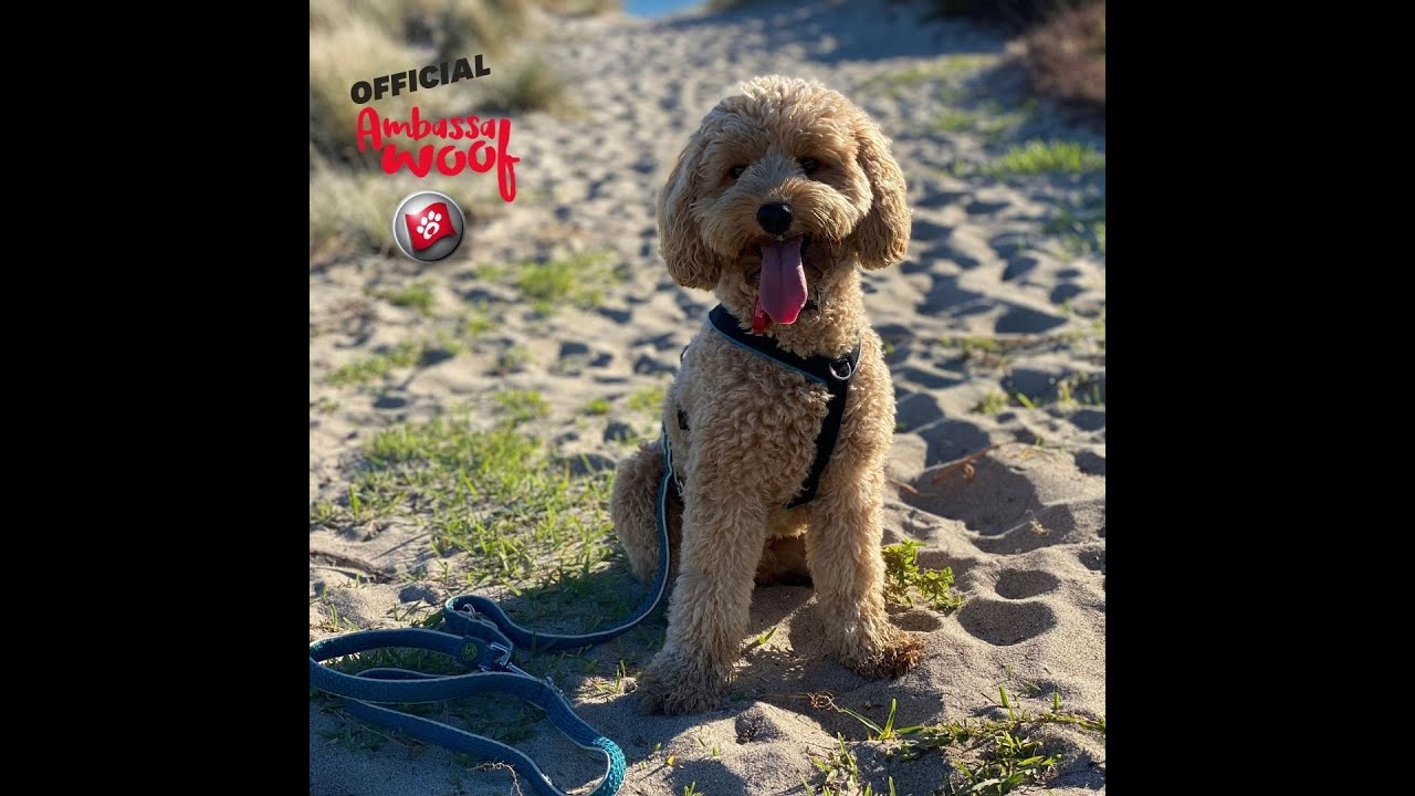 Awhi - Happypet Venison Brisket