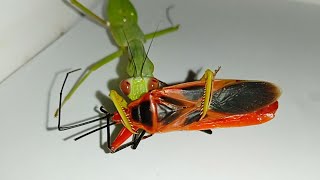 praying mantis, giant red bug