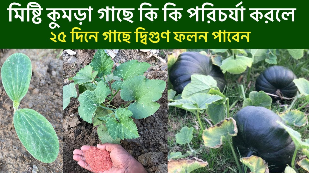 Leaves Of Pumpkin Plant