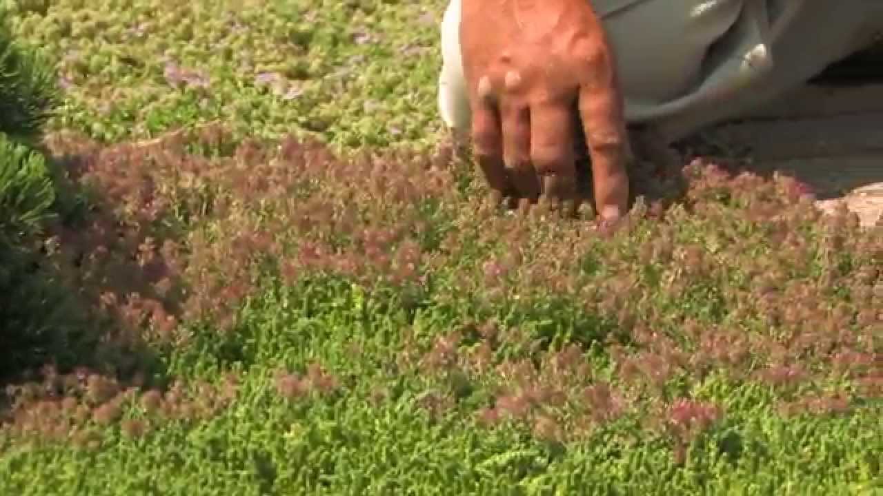 Creeping Thyme - Fragrant Groundcover