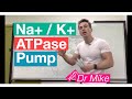 Na+ K+ ATPase Pump