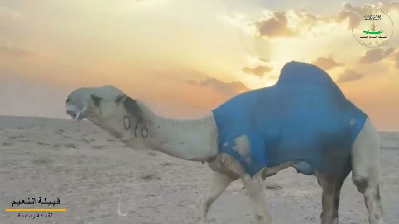 إبل وخيل وغنم قبيلة النعيم | أصالة البادية وعزّ الموروث