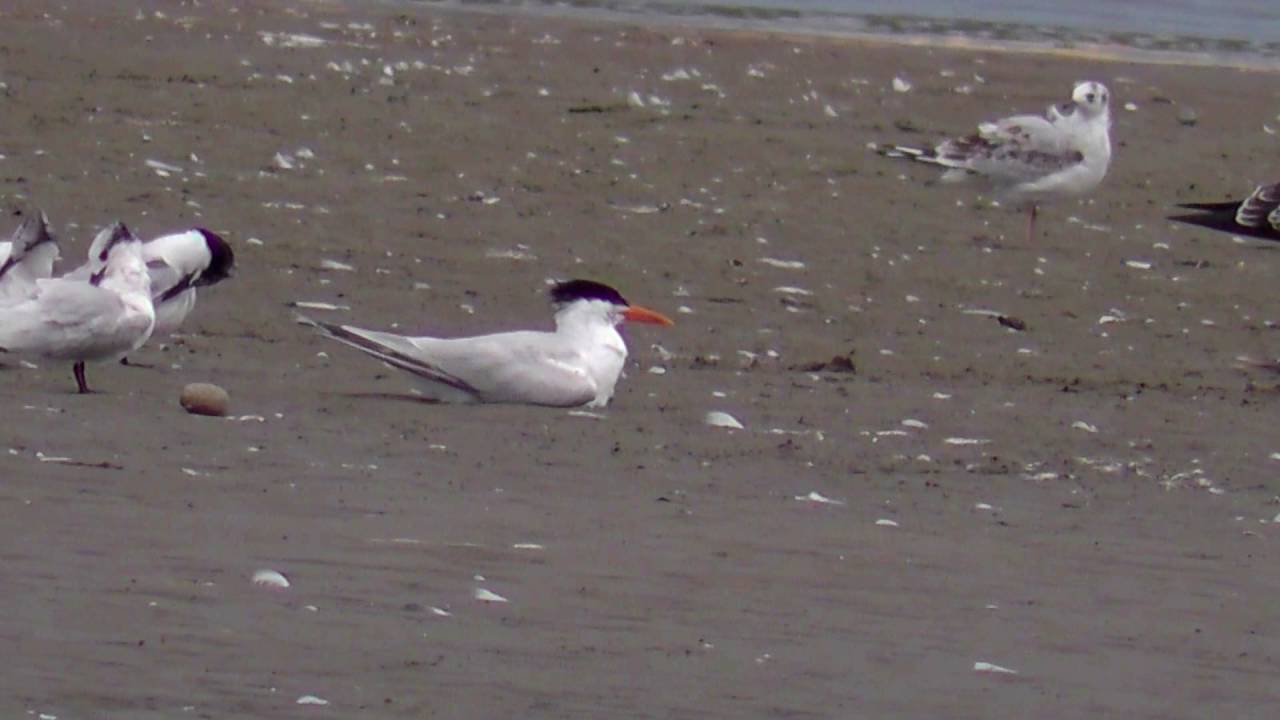 Royal Tern: Roonagh Lough, County Mayo. 