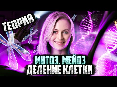 Видео: По време на митоза ядрото?