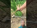 cut chives #farming #shorts