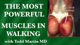 The Most Powerful Muscles in Walking: Glutes vs PsoasHow to Walk Properly