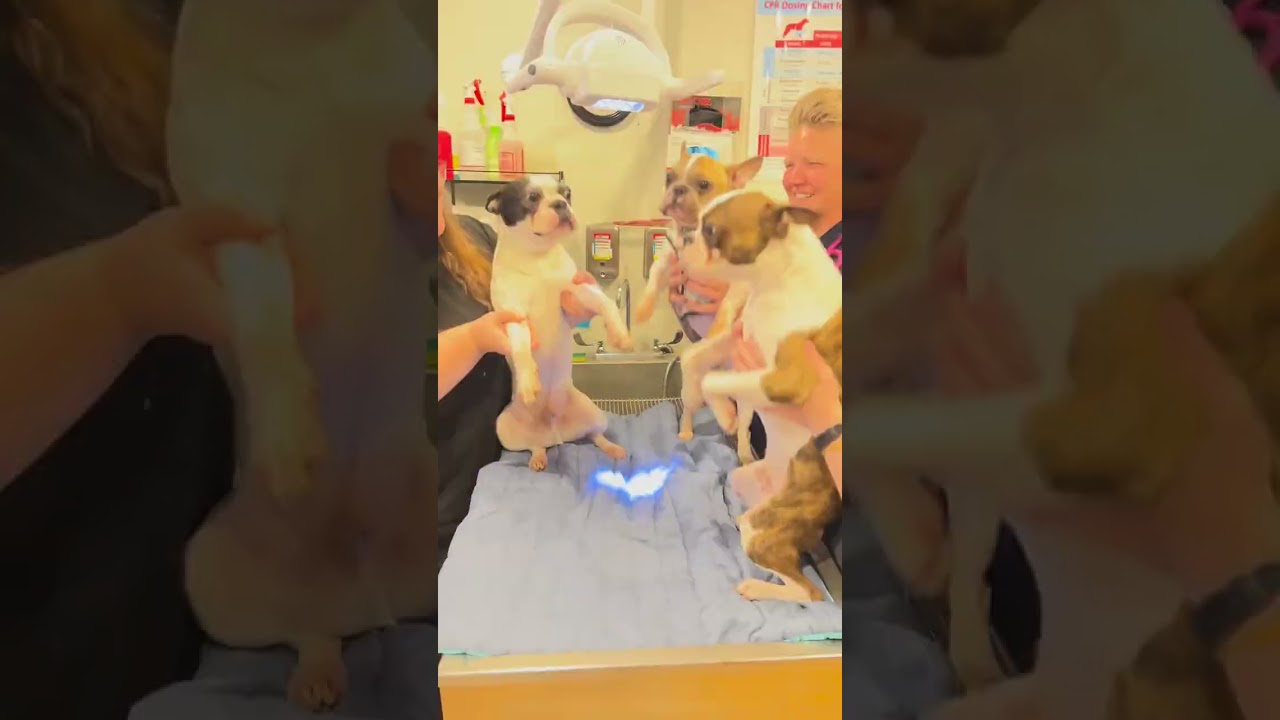 This video has me cackling 😂😂 . . 