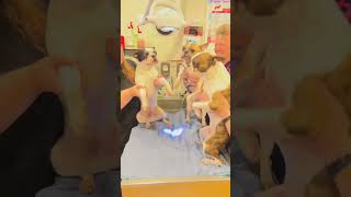 This video has me cackling 😂😂 . . #animalhospital #veterinarian #petsurgery #veterinarymedicine