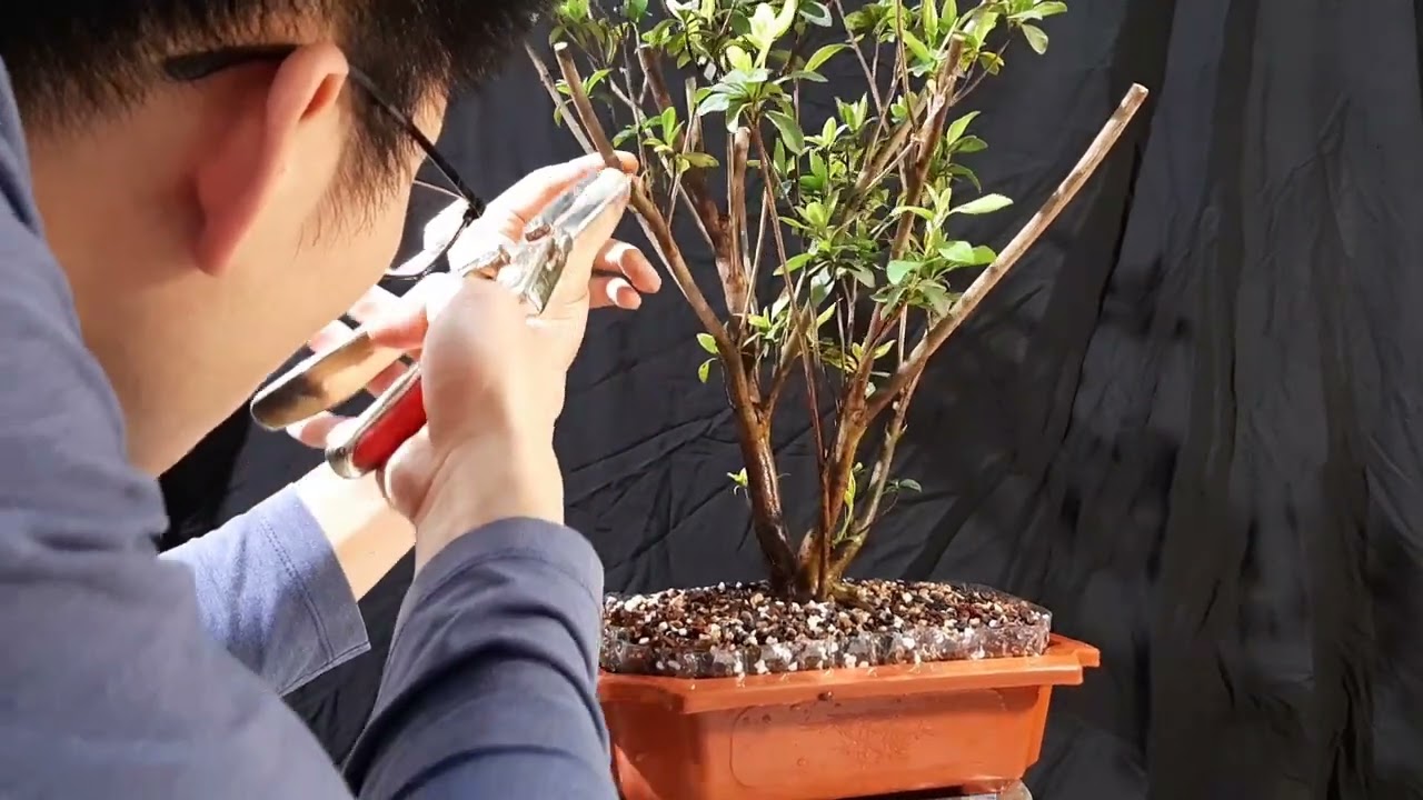 Azalea Material for Bonsai