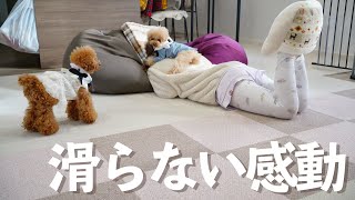 愛犬の足膝を守る、完璧なタイルカーペット【トイプードル】