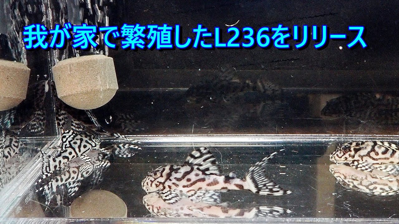 『場所を弊社のドームに移します。リニューアルアップします。乞うご期待。』大型の水槽と大型の金魚鉢　スイレンばち Setting up a long-term maintenance biotope where you can