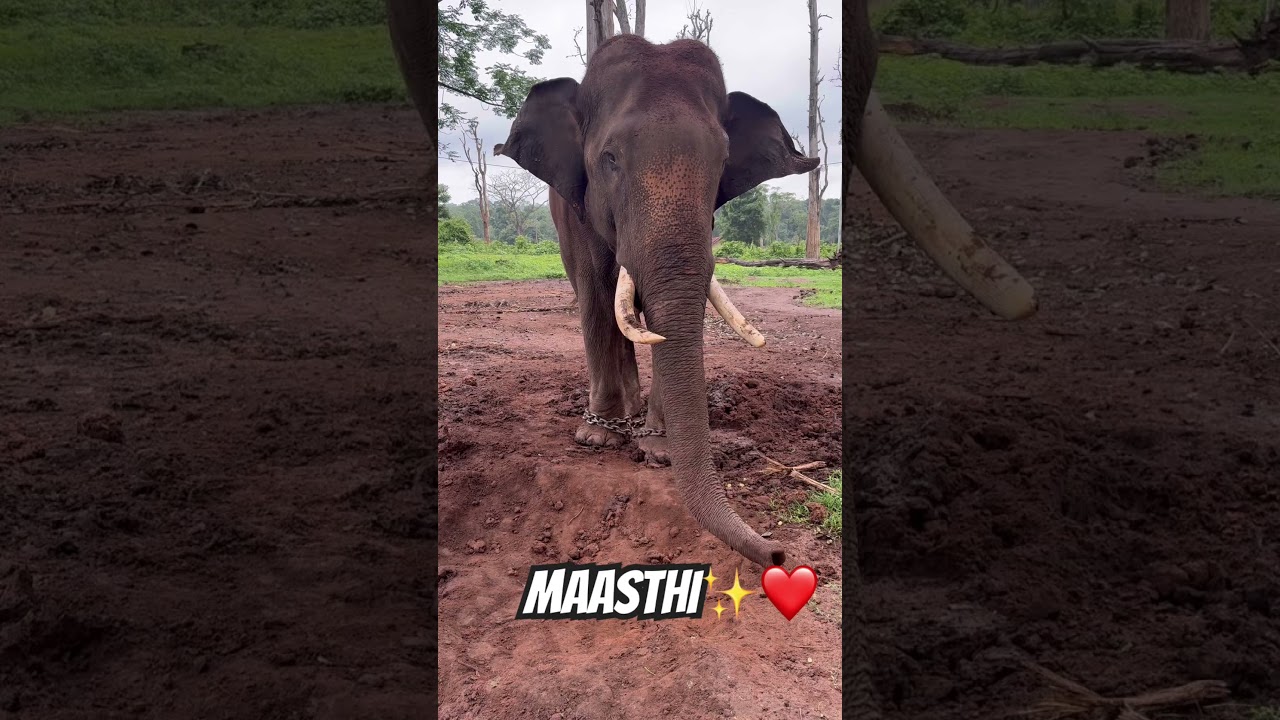 MAASTHI✨❤️‍🔥