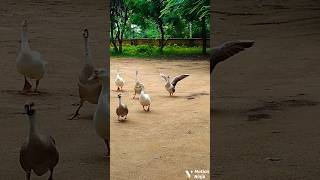 "Let's go to the moon 🤗🪿" #foryou #duck #love #swan  #shorts #shortsfeed #ytshorts #emotionallove
