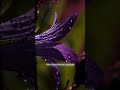 Интересный факт 🔬Почему после дождя легче дышится?
