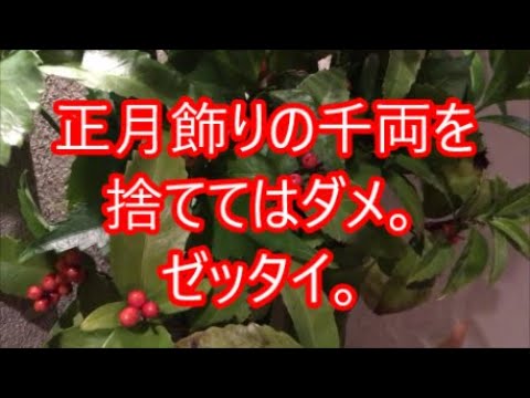 正月飾りの千両を捨ててはダメ ゼッタイ パート１ Youtube
