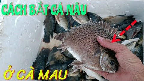 Cách giăng lưới bắt cá nâu ở cà mau.