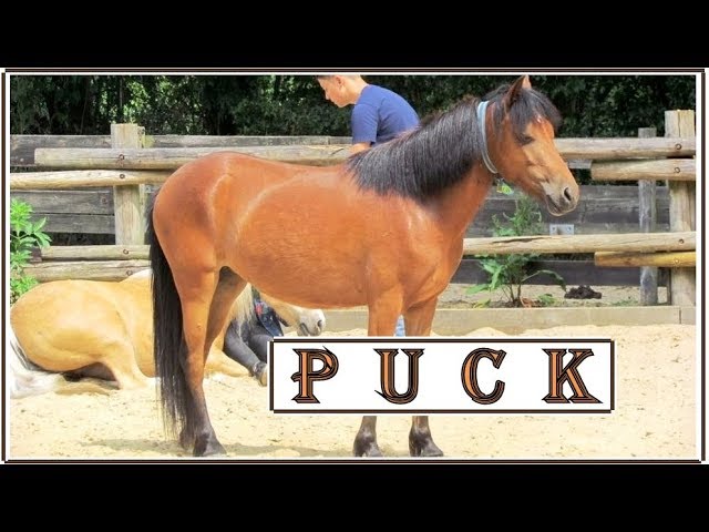 bladerdeeg rietje kromme Puck # 657 ♥ Ponyparkcity - grote bruine pony !! - YouTube