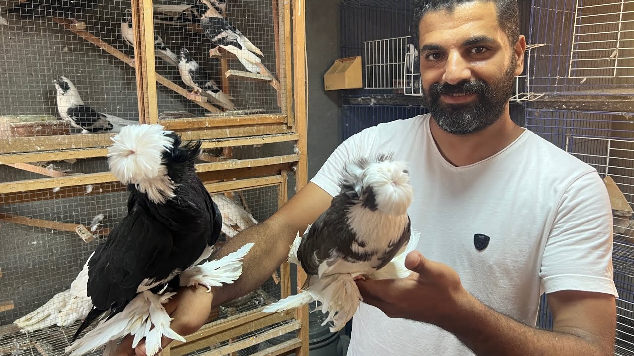 غيه الحمام و تطهير المكان و القضاء على جميع الفيروسات بدايه فرخ الزغاليل في الشتاء