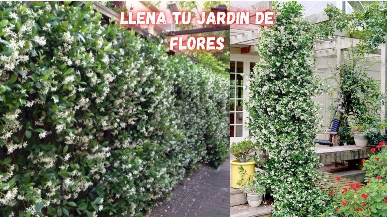 La Planta De Jazmín Es Perfecta Para Llenar Tu Hogar de Flores Con Un Olor DELICIOSO