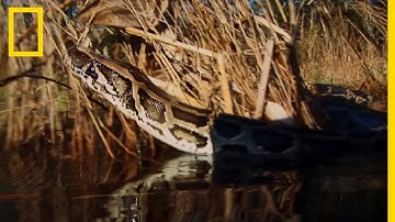 Un combat mortel entre un python et un alligator