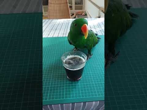 Video: Hahn's Macaw