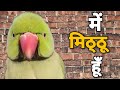 Mithu mithu  bolne wala tota  talking parrot