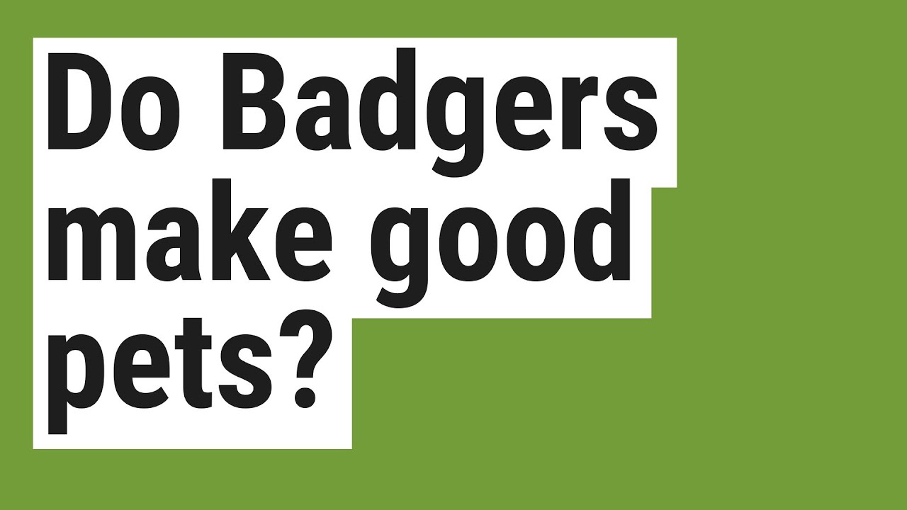 Do Badgers make good pets? YouTube