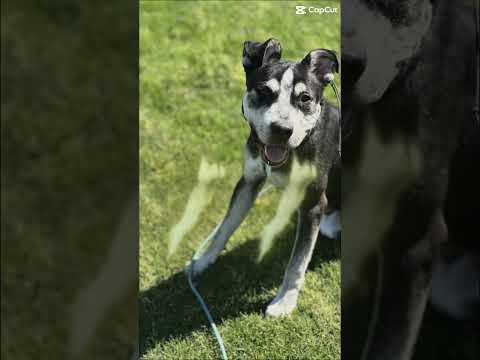 1 yr Mix Breed Bo ~ Best Mixed Breed Trainers ~ Off Leash K9 Training Phoenix