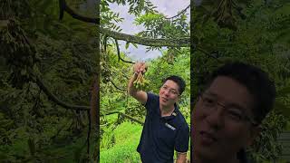 为什么要淘汰花？榴莲开花背后的管理心得 | Durian Malaysia