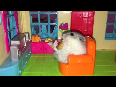 ТОП 5 Лучшие ВИДЕО ПРО СМЕШНЫХ ХОМЯКОВ. Top 5 funny video about a hamster.