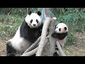 에버랜드 판다 푸바오 ' 무럭무럭 자라는 공쥬님' (6 month old giant panda cub )