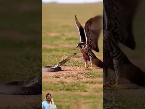 كيف لصقر باصيد مثل هذا الثعبان 