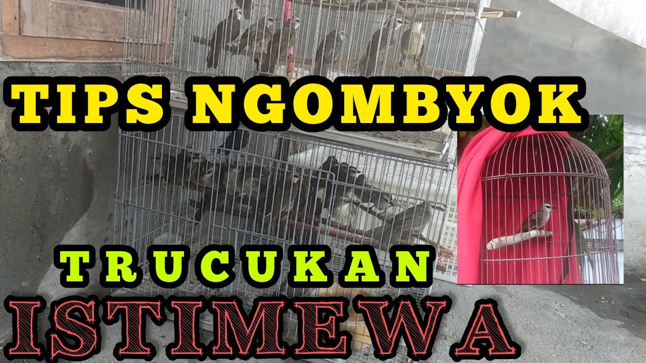 Cara Memilih Burung Trucukan Cucak Jawa Bermental Bagus Cepat Bunyi