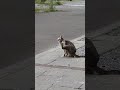 かいかいかい
