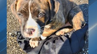 Sheriff, dog warden want to find person who left puppy tied up in sack
