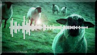SAFIA - Counting Sheep chords
