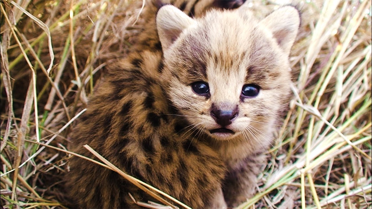 最高にかわいい サーバルの赤ちゃん その2 Youtube