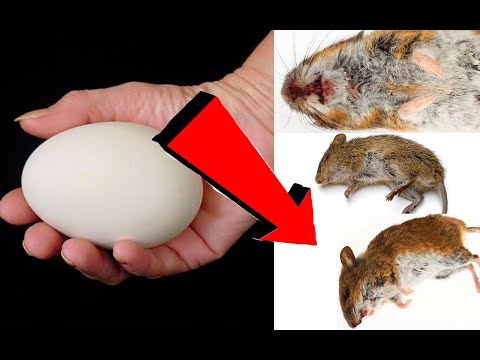 Как избавиться от мышей За 3 Минуточки!