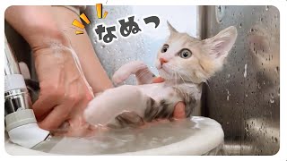 シャンプーしてからおやつを食べるよ【保護猫生活】 by 【子猫のミルボラ】ねこであ ★nekodea 8,406 views 2 months ago 8 minutes, 16 seconds