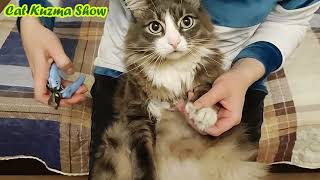 Самый Послушный Кот Кузьма Подстригает Когти