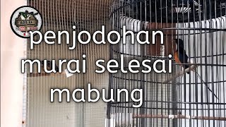 Penjodohan Murai Batu selesai mabung