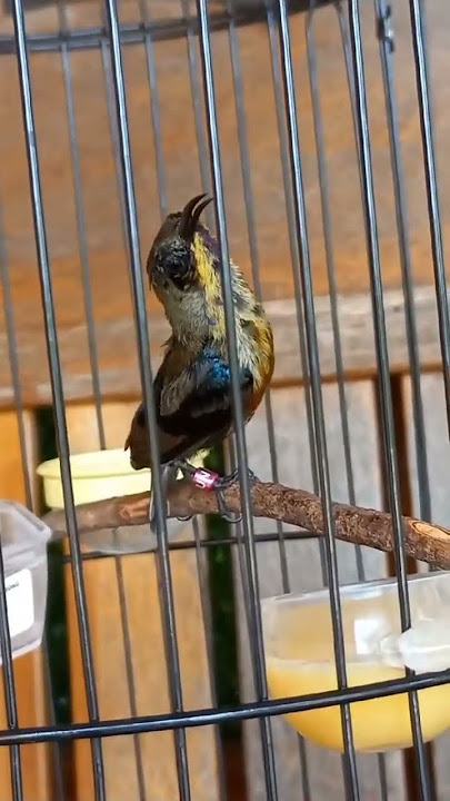 konin trotol gacor Kolibri ninja trotol gacor #konin