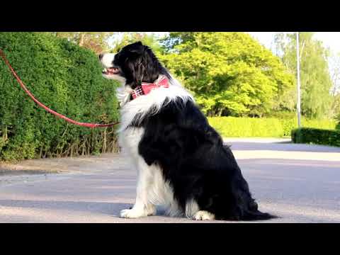 Video: Hvordan Man Vælger En Hundehalsbånd